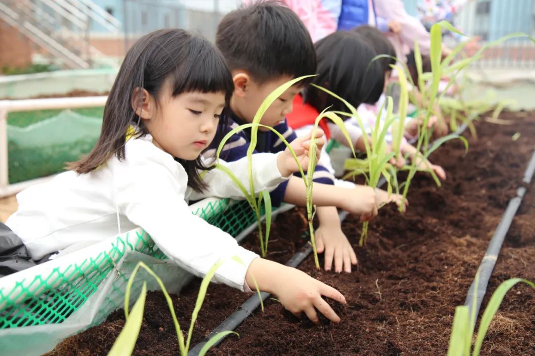 明德中心幼儿园以劳育德实践经验
