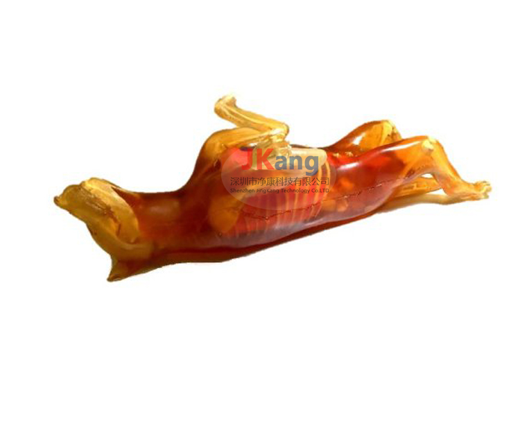 Dog Phantom成年母狗模體